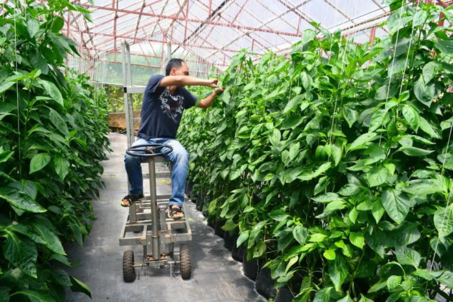 Kiếm hàng trăm triệu đồng từ trồng rau mỗi tháng bằng “Công nghệ điện toán đám mây” 6