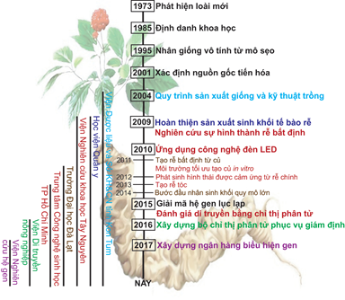Sâm Ngọc Linh: cây dược liệu quý mang thương hiệu quốc gia
