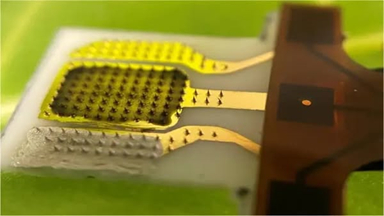 New Wearable Microneedle Sensor Detects Plant Stress in Under a Minute
